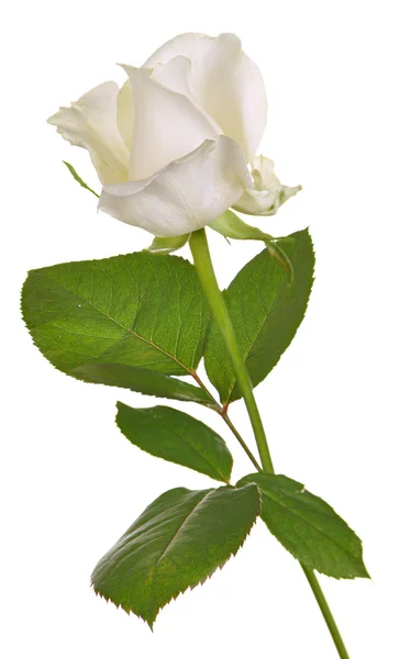 Bílou růži, samostatný — Stock fotografie