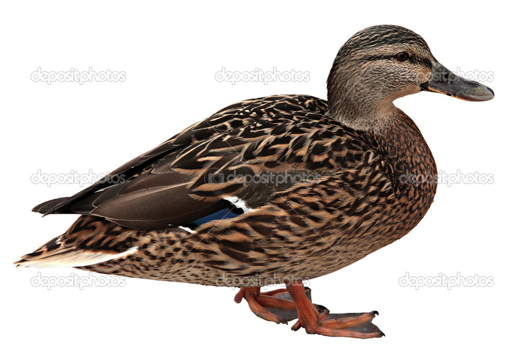 Female Mallard with clipping path Stock Photo by ??NatalyaA 45812103