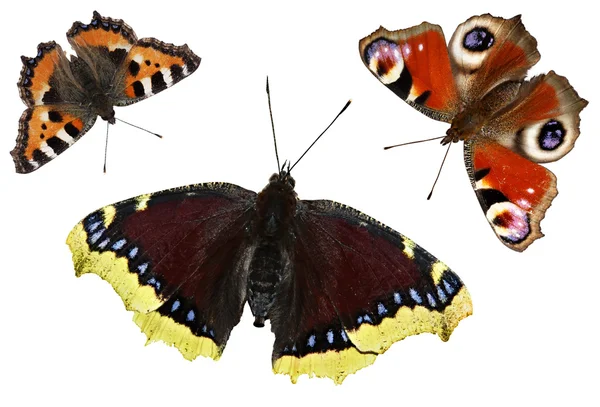 Motýli izolovaných na bílém pozadí. sada motýl — Stock fotografie