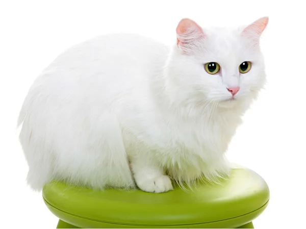 White cat isolated on white background — Stock Photo, Image