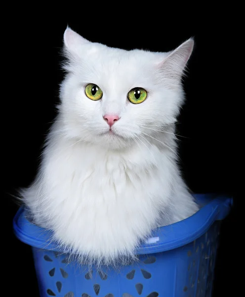 Gato blanco aislado sobre fondo blanco — Foto de Stock