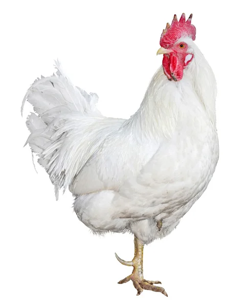 Κοτόπουλο απομονωμένο σε λευκό φόντο — Φωτογραφία Αρχείου