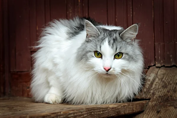 Cat Siberian breed, grey and white colors of wool. — Stock Photo, Image