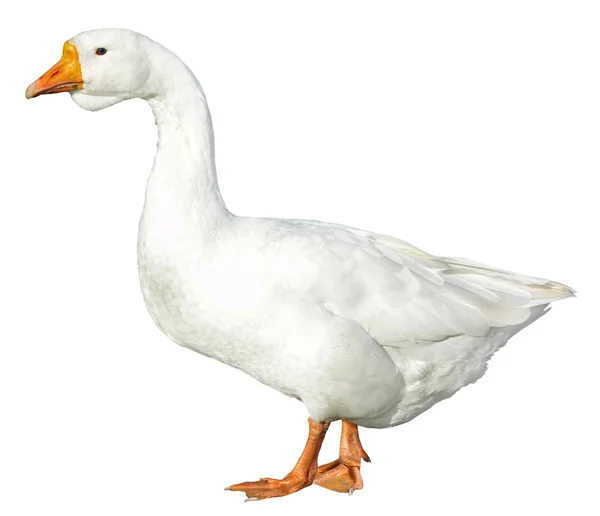 Domestic goose isolated on white background — Stock Photo, Image