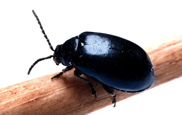 Dung beetle ciemny niebieski czarny na białym tle — Zdjęcie stockowe