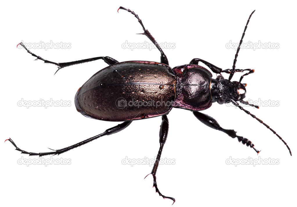 Dung Beetle violet black isolated white background
