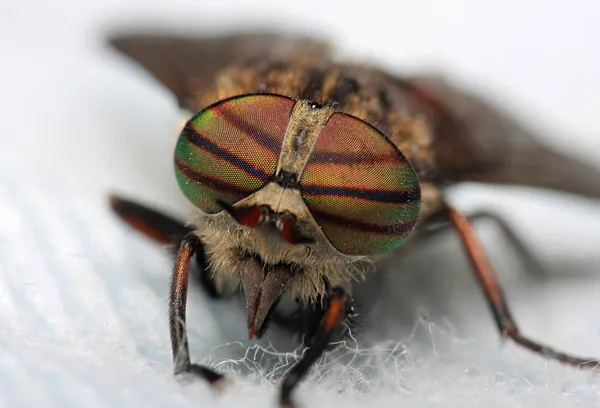 Les yeux d'un insecte. Portrait Gadfly. Hybomitra tête de mouche de cheval gros plan — Photo