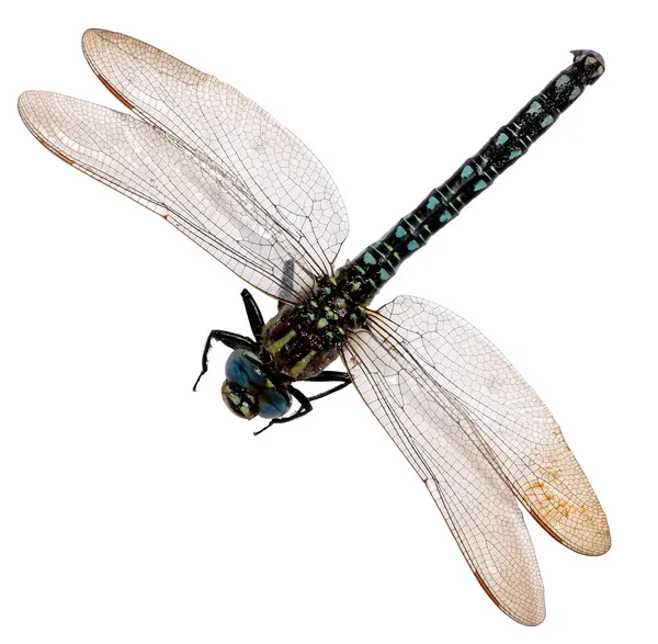 Dragonfly geïsoleerd op witte achtergrond. — Stockfoto