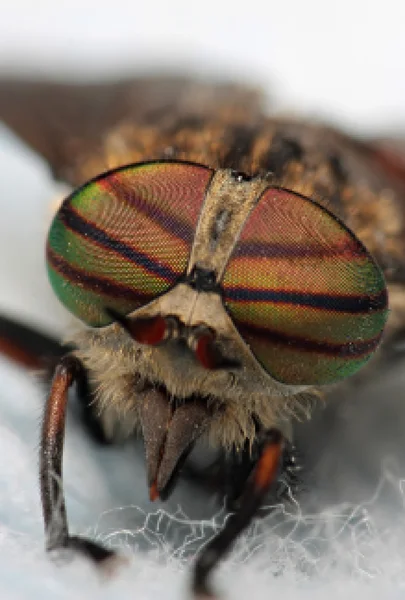 Augen eines Insekts. Porträtfliege. hybomitra Pferd Fliegenkopf Nahaufnahme — Stockfoto