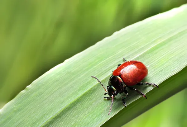 Bugs kruipen op de gras-scheuten — Stockfoto