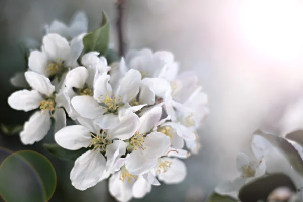 Flores de flores brancas deslumbrantes com botão rosa não aberto adornam ramo de maçã de caranguejo na primavera . — Fotografia de Stock