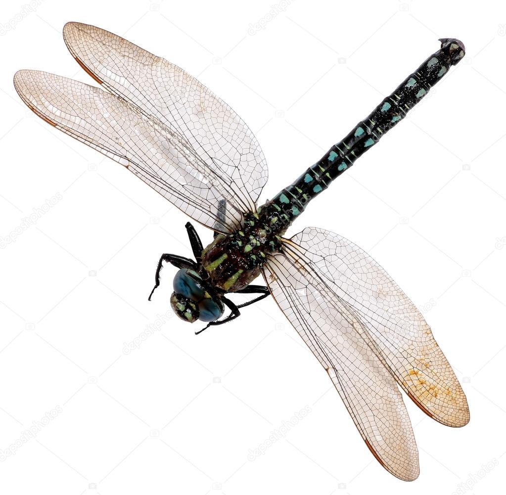 dragonfly isolated on  white background.