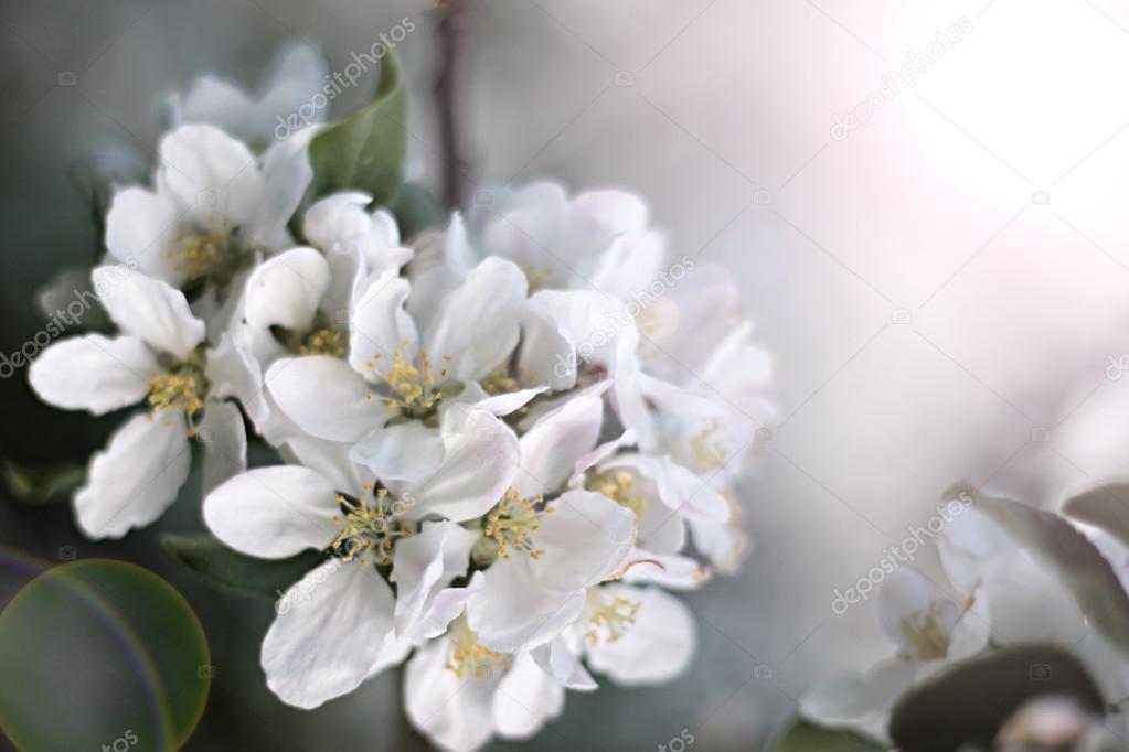 Dazzling white flower blossoms with pink unopened bud adorn crab apple tree branch in spring.