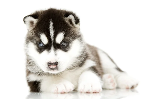 Siberian Husky puppy — Stock Photo, Image