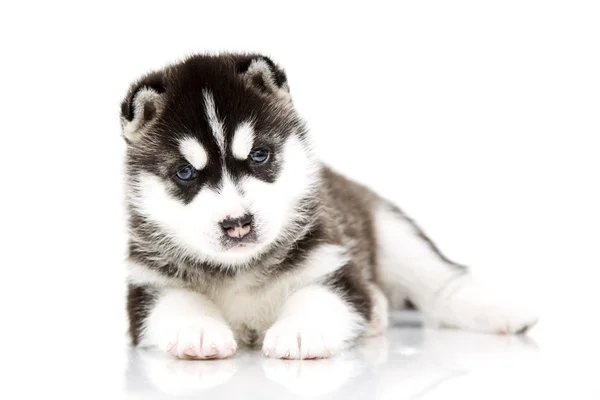Sibirya husky yavrusu