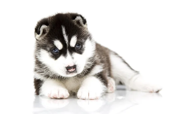 Chiot husky sibérien — Photo