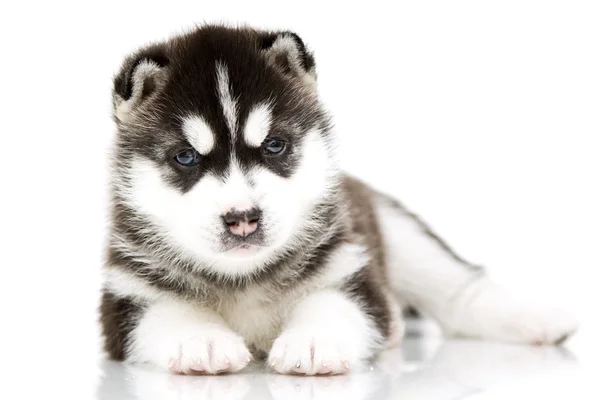 ลูกสุนัขไซบีเรีย husky — ภาพถ่ายสต็อก