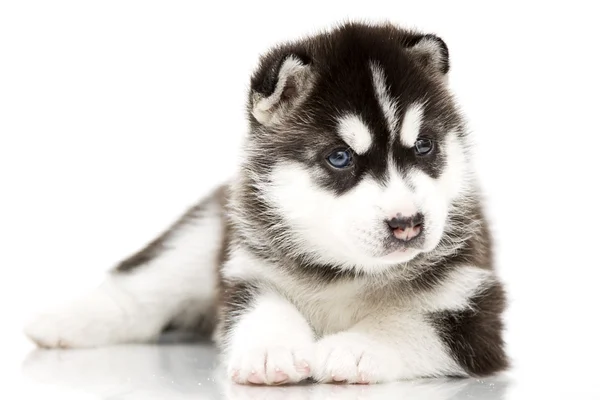 ลูกสุนัขไซบีเรีย husky — ภาพถ่ายสต็อก