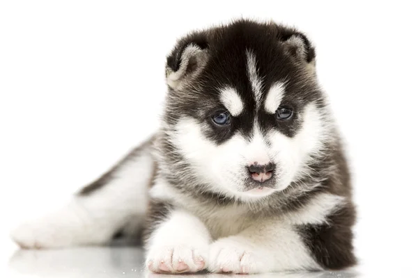 ลูกสุนัขไซบีเรีย husky — ภาพถ่ายสต็อก