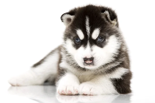 Cucciolo husky siberiano — Foto Stock