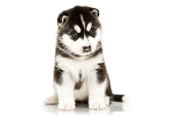 ลูกสุนัขไซบีเรีย Husky อายุ 4 สัปดาห์ — ภาพถ่ายสต็อก