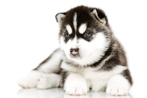 Siberia Husky cachorro edad de 4 semanas —  Fotos de Stock