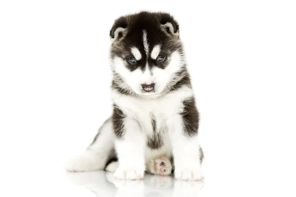 Siberia Husky cachorro edad de 4 semanas —  Fotos de Stock