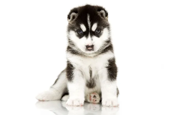 Sibirya husky köpek yaşı 4 hafta