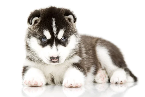 ลูกสุนัขไซบีเรีย Husky อายุ 4 สัปดาห์ — ภาพถ่ายสต็อก