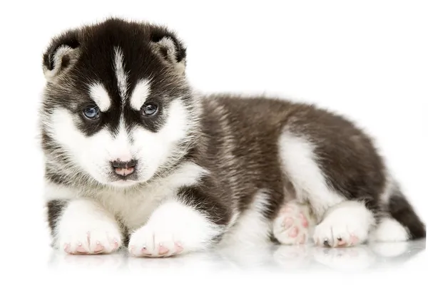 Sibirya husky köpek yaşı 4 hafta