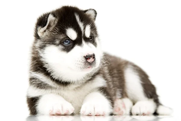 Siberia Husky cachorro edad de 4 semanas —  Fotos de Stock