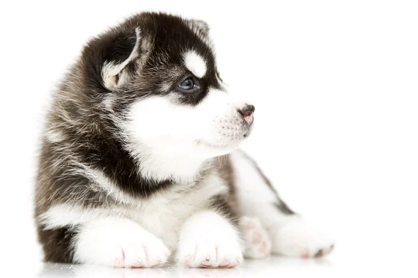 Siberian Husky Welpen im Alter von 4 Wochen lizenzfreie Stockfotos