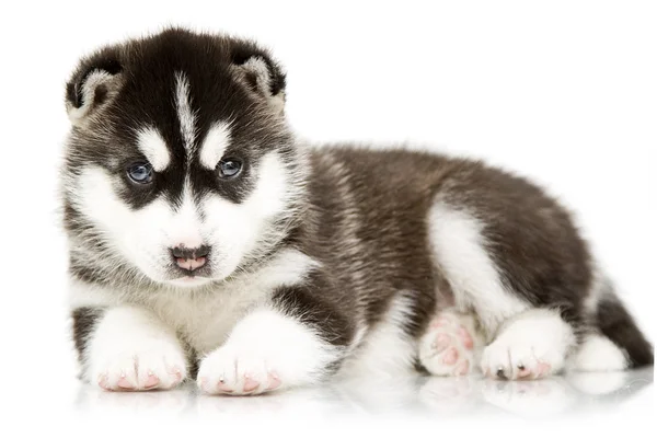 Siberian Husky Welpen im Alter von 4 Wochen Stockfoto