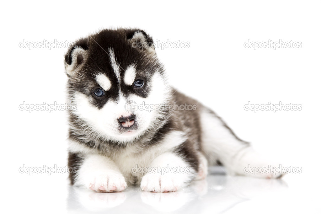 Siberian Husky puppy