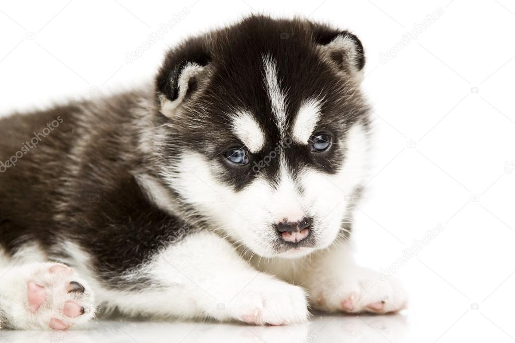 Siberian Husky puppy age of 4 weeks