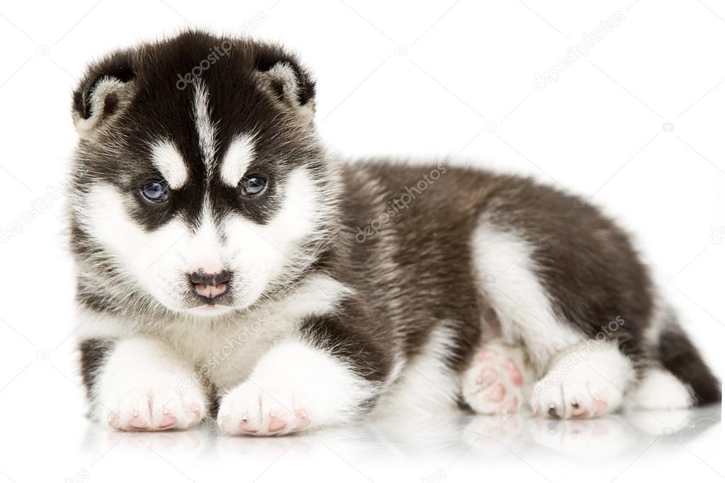 Siberian Husky puppy age of 4 weeks