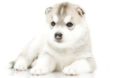 Sibirya husky köpek yaşı 4 hafta