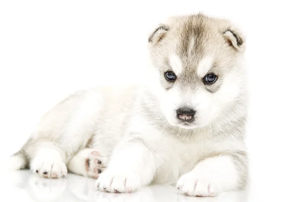 Siberian Husky puppy age of 4 weeks — Stock Photo, Image