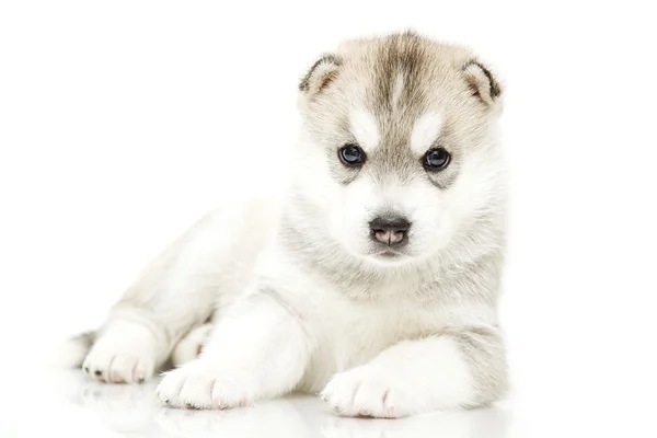 Siberia Husky cachorro edad de 4 semanas — Foto de Stock