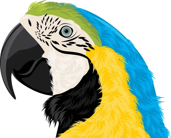 Parrot head — Stock Vector