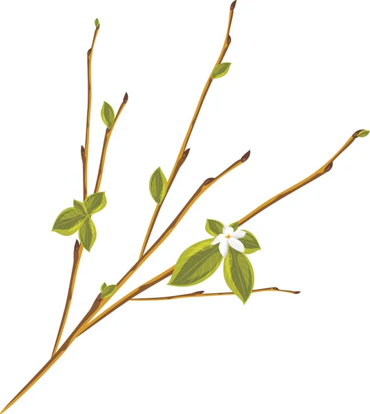 Blühender Zweig isoliert auf weißem Hintergrund — Stockvektor