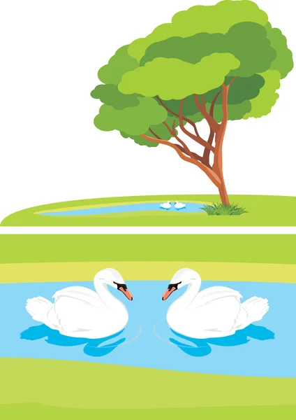 Cisnes brancos no parque da lagoa — Vetor de Stock