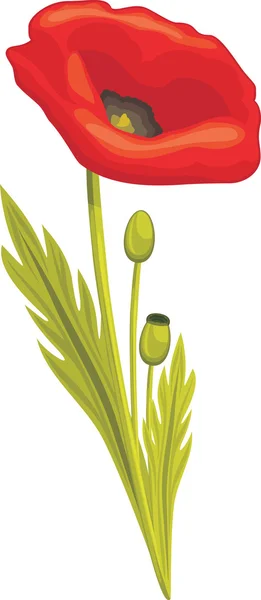 Red poppy isolated on the white — Stock Vector