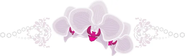 Orchid flowers isolated on the white — Stock Vector