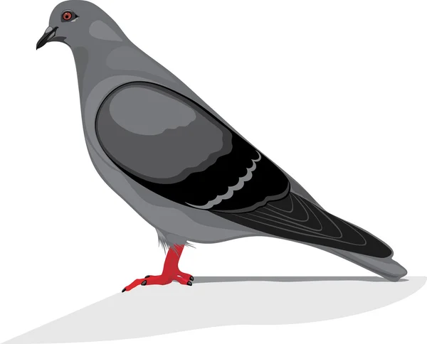 Gray dove — Stock Vector