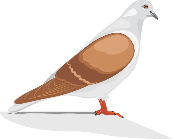 Izole üzerinde beyaz güvercin — Stok Vektör