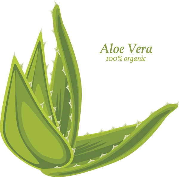 aloe vera üzerinde beyaz izole.