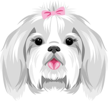 Pembe fiyonklu güzel bir Shih Tzu portresi.