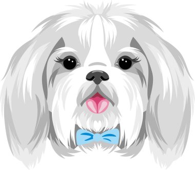 Mavi yaylı güzel bir Shih Tzu portresi.