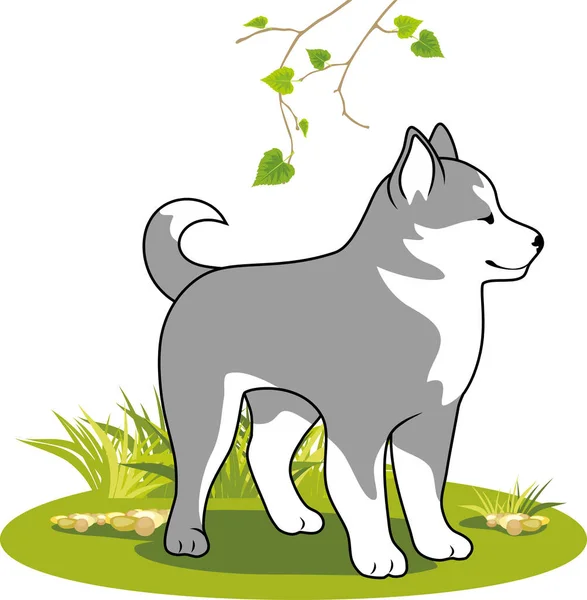 Leuke Malamute Het Gazon — Stockvector